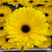 15 Gerbera D Don Leo