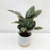 Eno Pot White D13H13.5cm